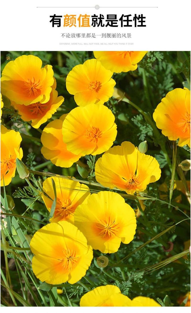 花菱草种子耐寒花籽喜阴四季开花庭院花草户外绿化花海种子