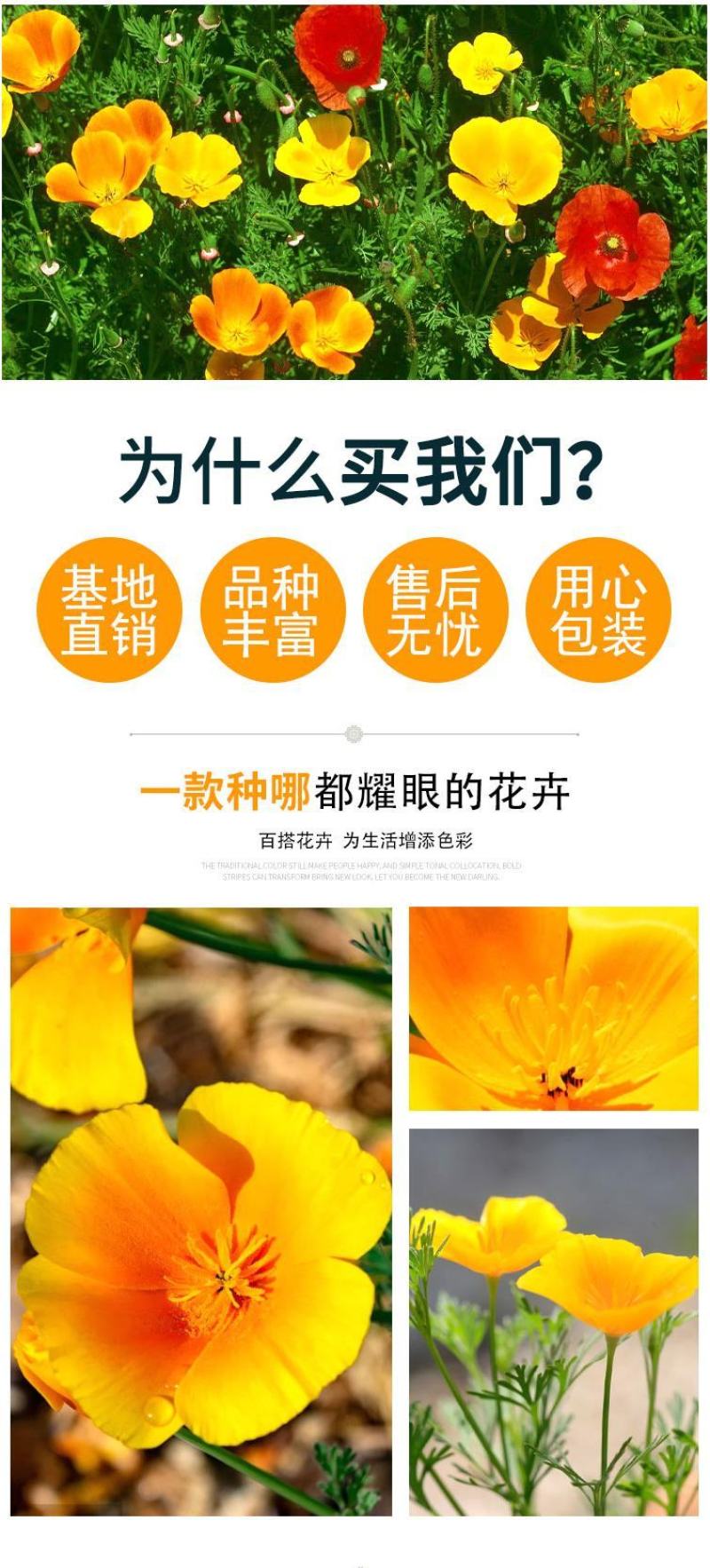 花菱草种子耐寒花籽喜阴四季开花庭院花草户外绿化花海种子
