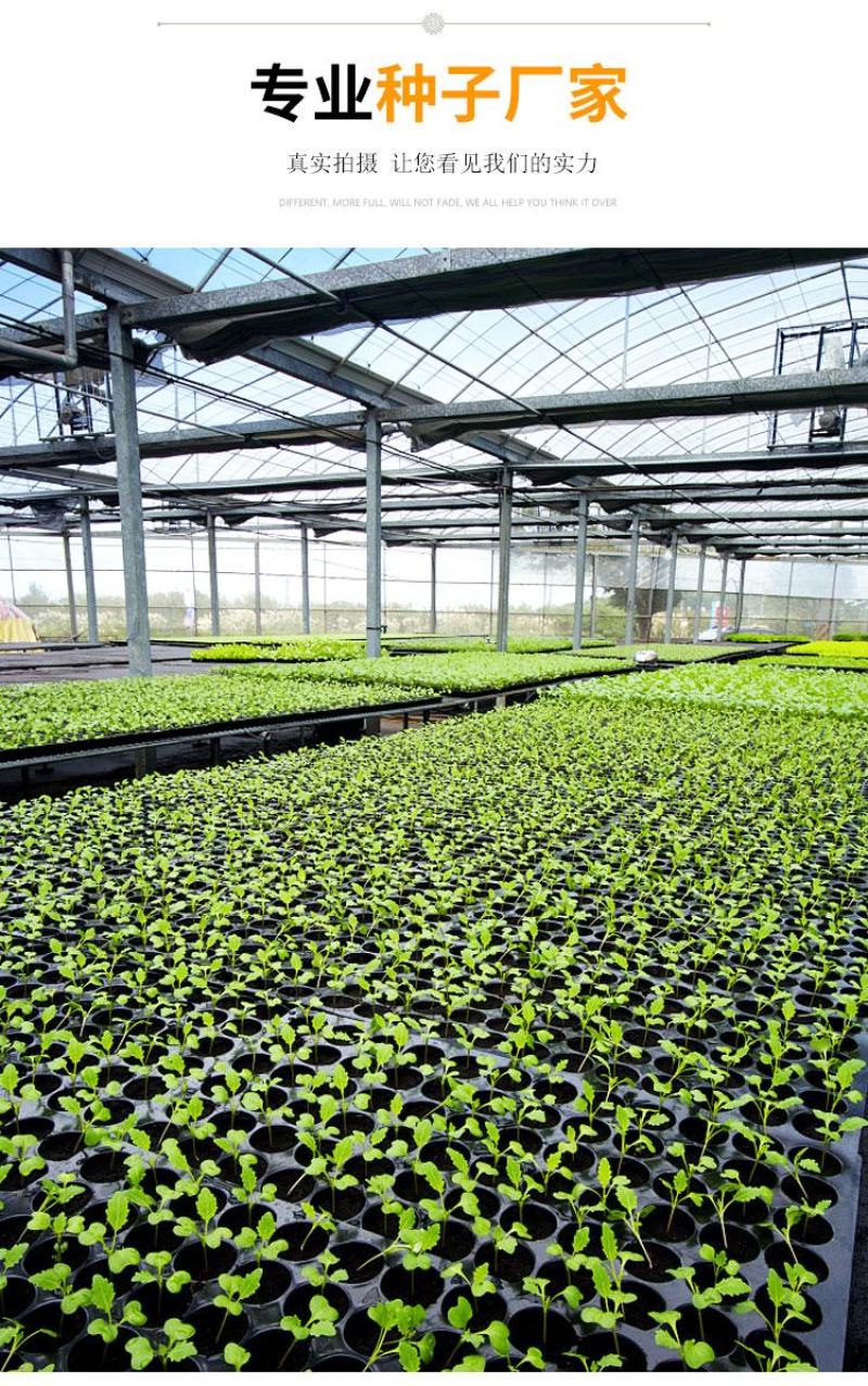 花菱草种子耐寒花籽喜阴四季开花庭院花草户外绿化花海种子
