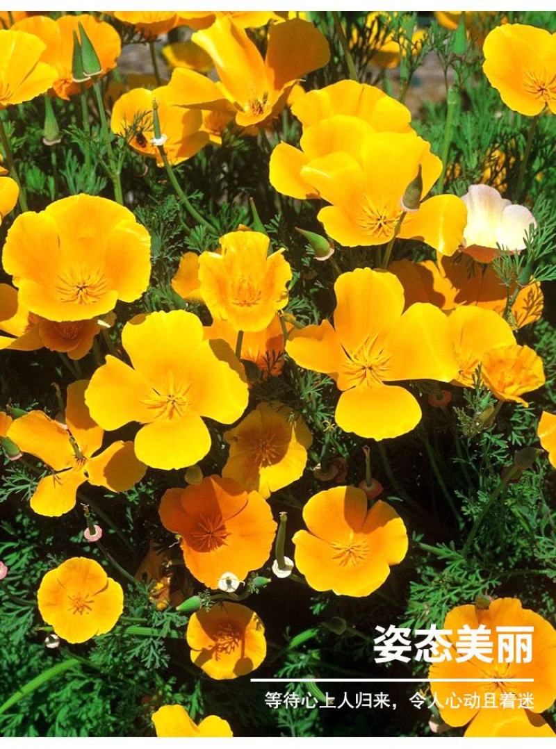 花菱草种子耐寒花籽喜阴四季开花庭院花草户外绿化花海种子