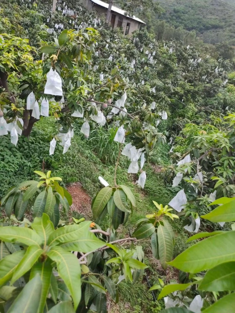 【芒果】攀枝花凯特芒现摘现发对接各大市场电商商超