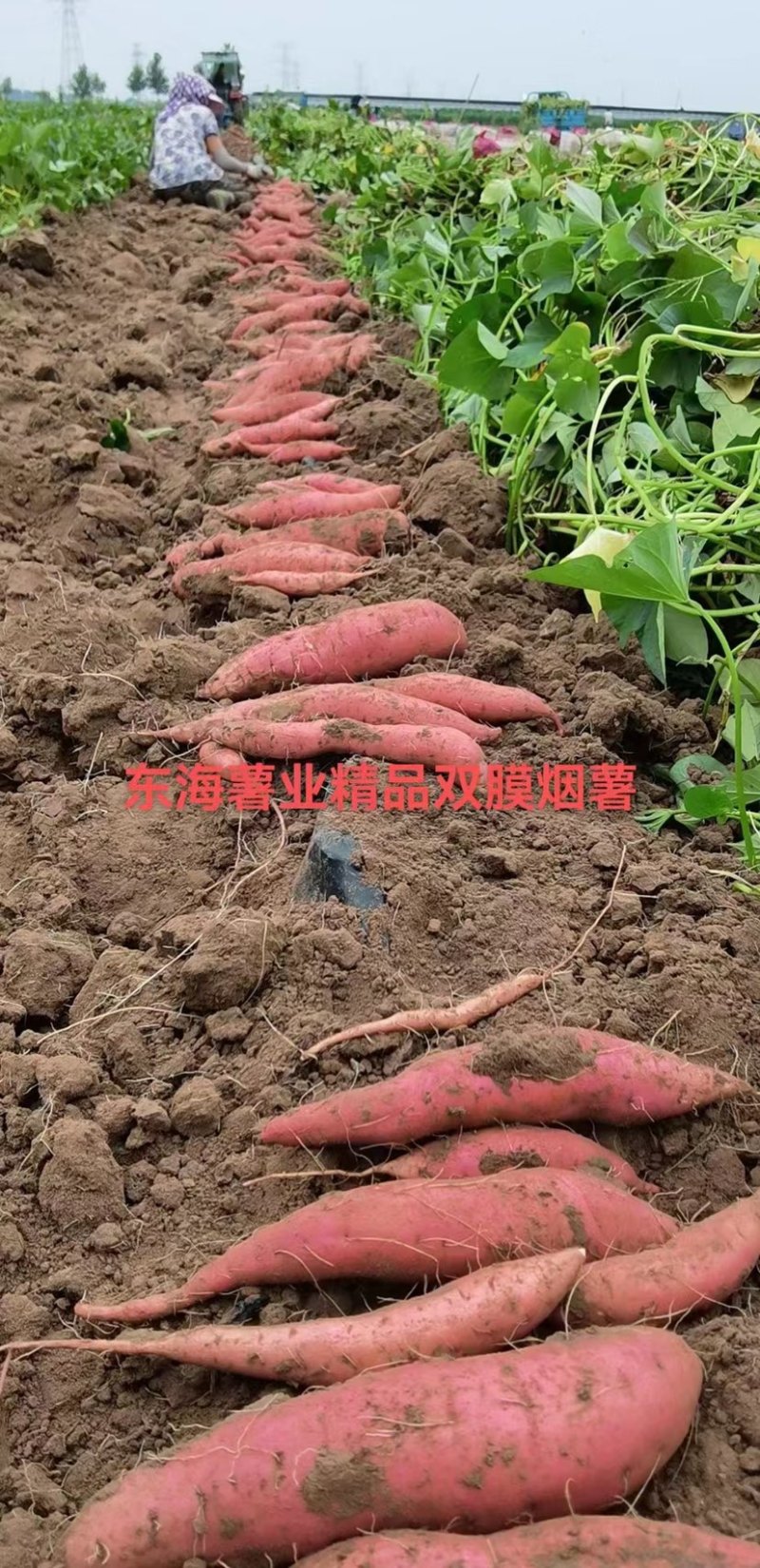 河北烟薯唐山双膜烟薯25，支持各种规格，电商团购，烤薯