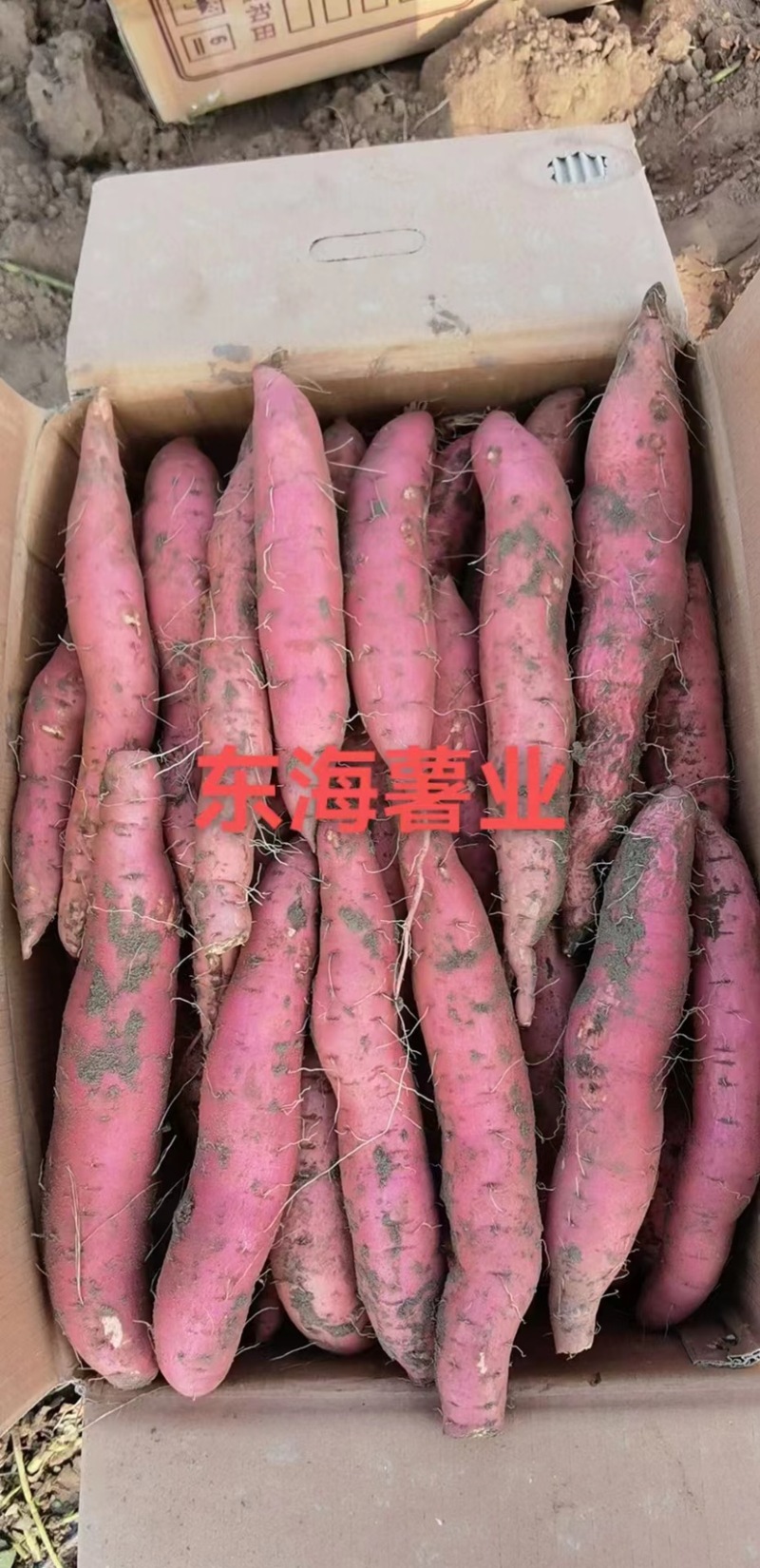 河北烟薯唐山双膜烟薯25，支持各种规格，电商团购，烤薯