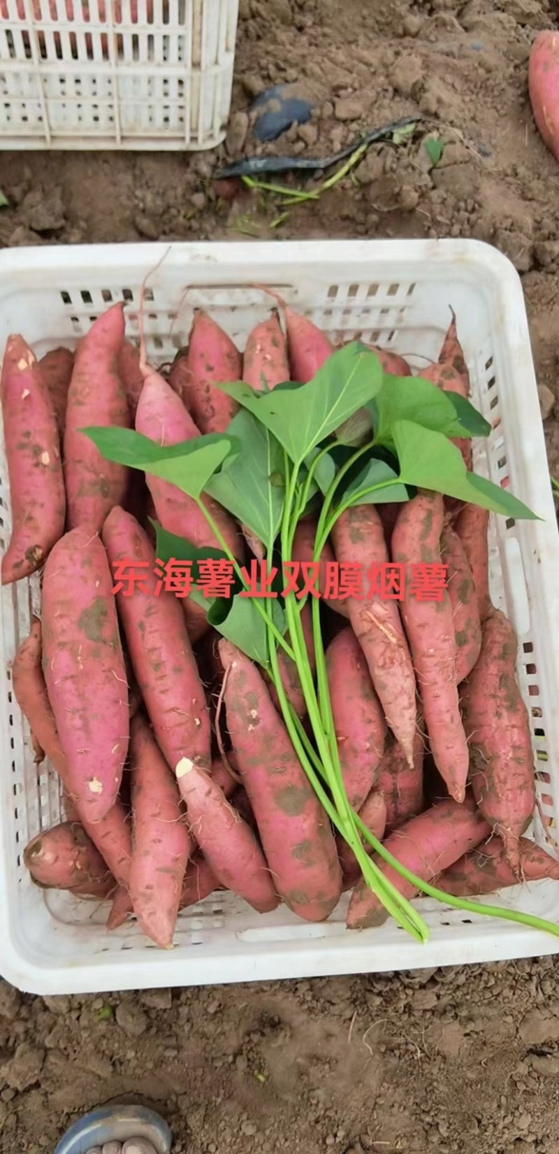 河北烟薯唐山双膜烟薯25，支持各种规格，电商团购，烤薯