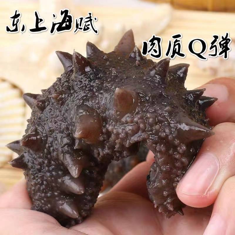 大连海参辽参规格齐全工厂价格一斤也是批发价