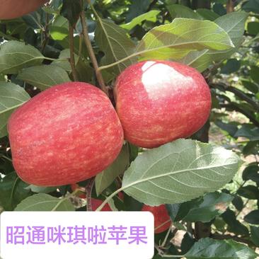云南省昭通市米其拉苹果2023年大量上市