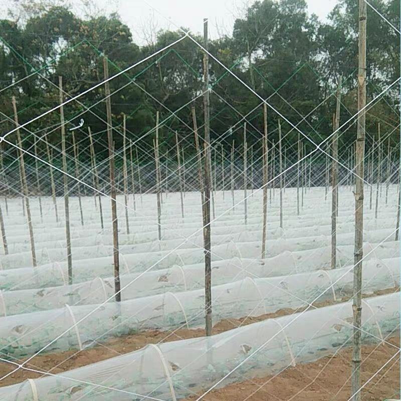 爬藤网植物爬藤网黄瓜网豆角网厂家直供质量保障