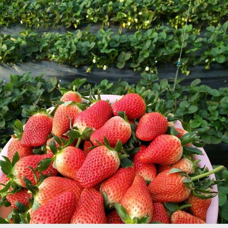 【推荐】草莓苗，大量上市，品类齐全，欢迎新老客户前来合作