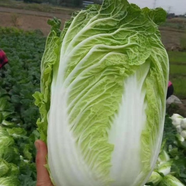 精选黄心白菜上市，货源充足，产地大户种植，专业发货