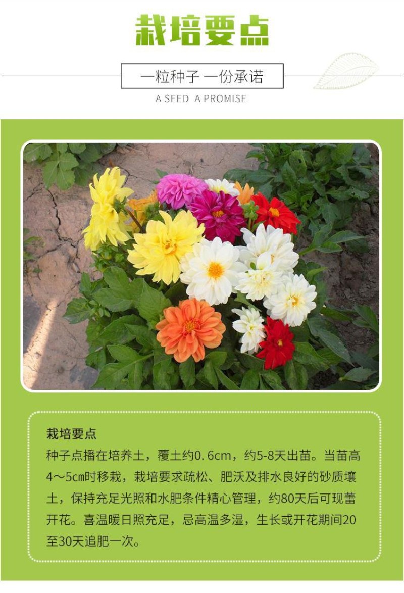 小丽花种子重瓣四季开花易种活室内阳台盆栽庭院多年生花籽