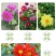 小丽花种子重瓣四季开花易种活室内阳台盆栽庭院多年生花籽