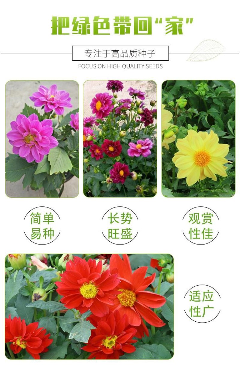 小丽花种子重瓣四季开花易种活室内阳台盆栽庭院多年生花籽