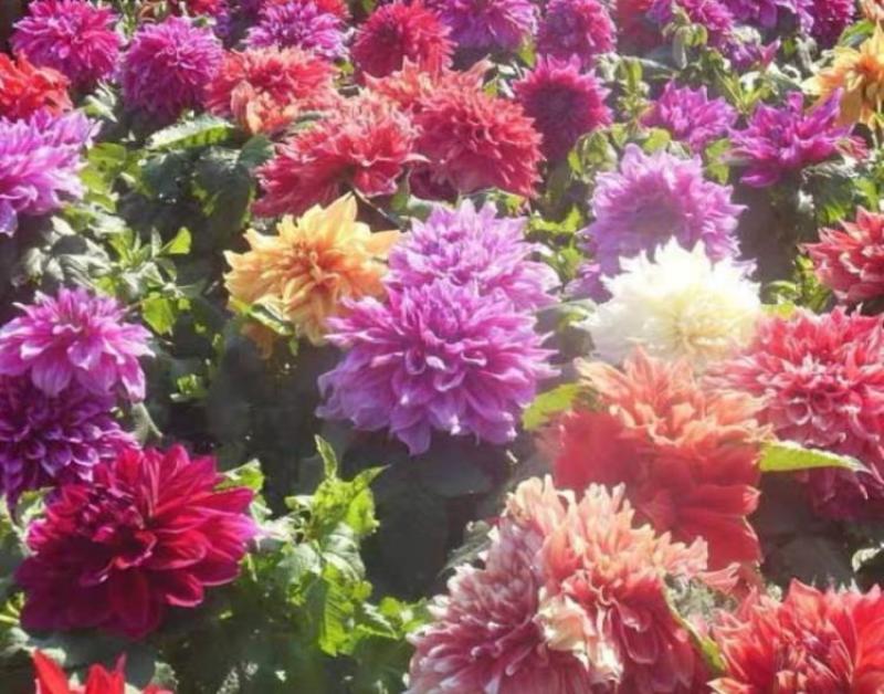 小丽花种子重瓣四季开花易种活室内阳台盆栽庭院多年生花籽