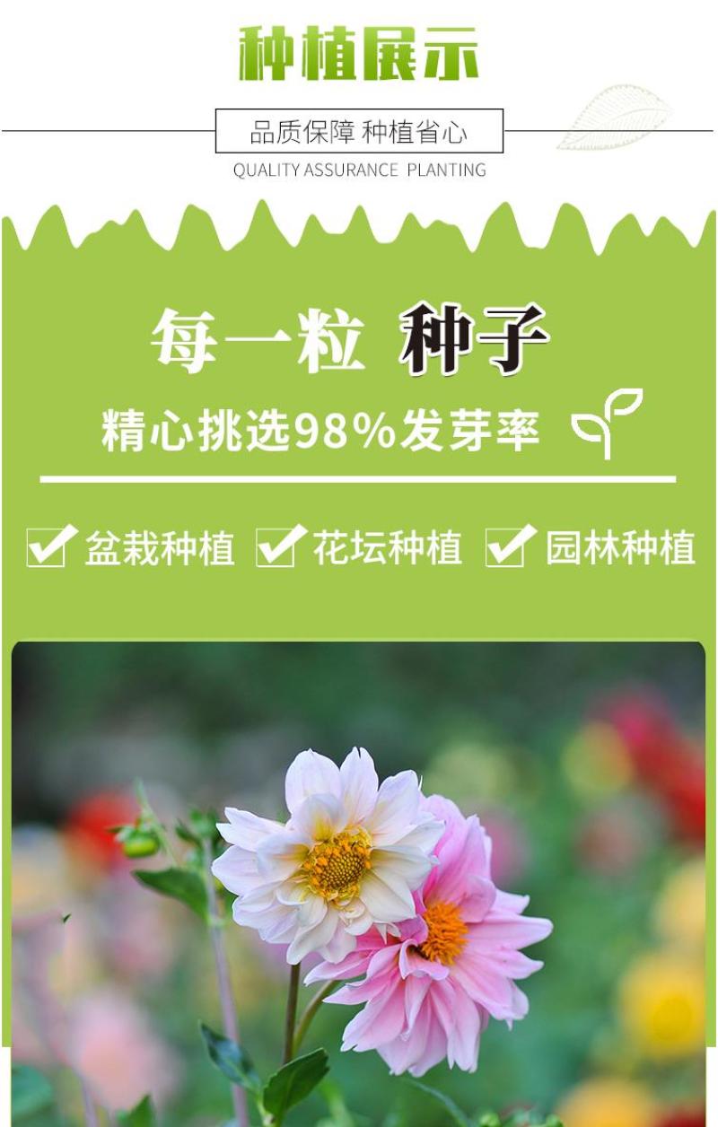 小丽花种子重瓣四季开花易种活室内阳台盆栽庭院多年生花籽