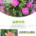 小丽花种子重瓣四季开花易种活室内阳台盆栽庭院多年生花籽