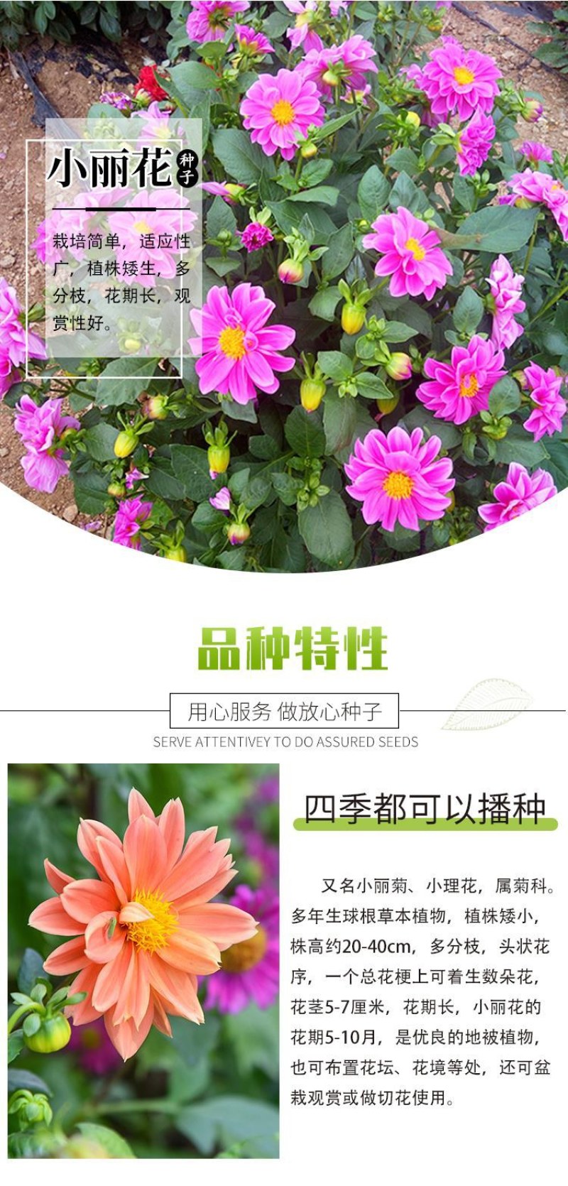 小丽花种子重瓣四季开花易种活室内阳台盆栽庭院多年生花籽