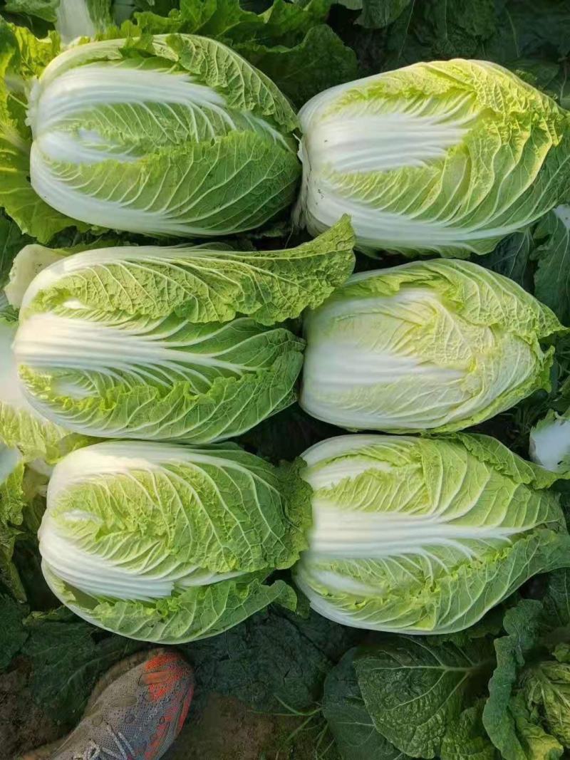 精选黄心白菜上市，货源充足，产地大户种植，专业发货
