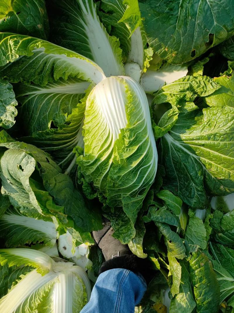 精选黄心白菜上市，货源充足，产地大户种植，专业发货