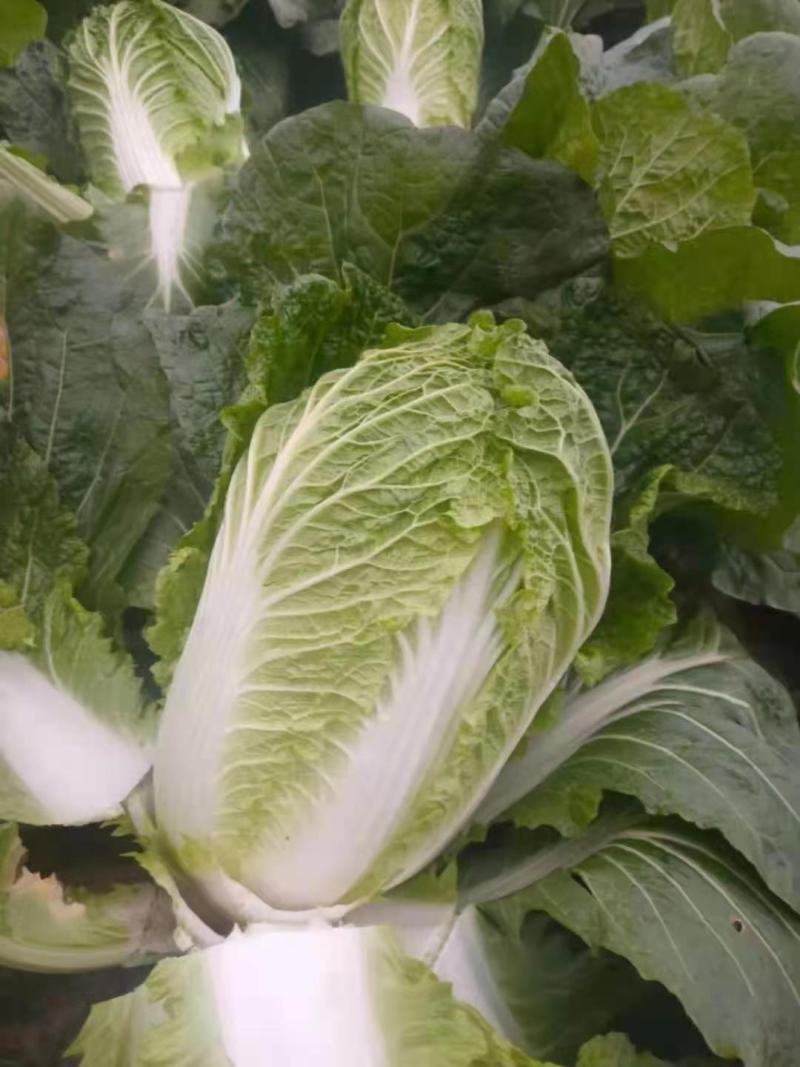 精选黄心白菜上市，货源充足，产地大户种植，专业发货