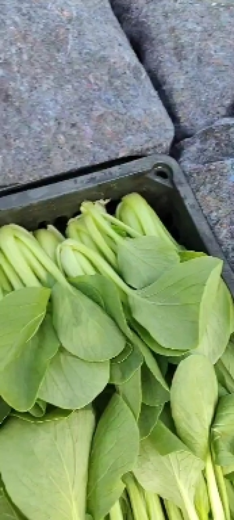 上海青