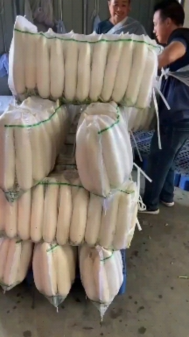 精品白萝卜，产地直发，可供市场超市，加工厂，出口，长期发