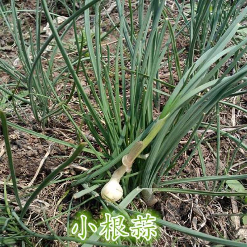 小根蒜种子小根蒜籽四季春季葱种香葱种籽农家盆栽阳台蔬菜