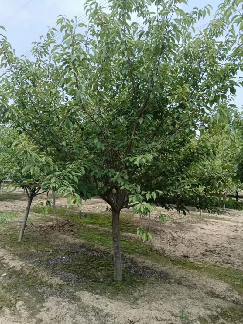 清地处理8——14公分晚樱/樱花清地处理/精神樱花