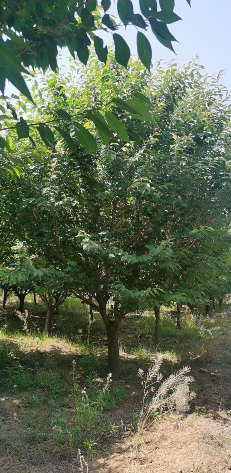 清地处理8——14公分晚樱/樱花清地处理/精神樱花