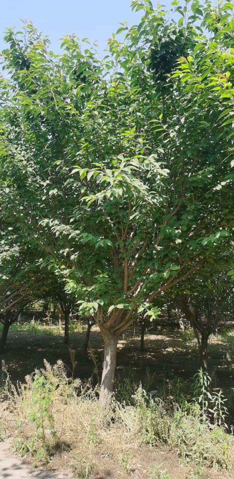 清地处理8——14公分晚樱/樱花清地处理/精神樱花