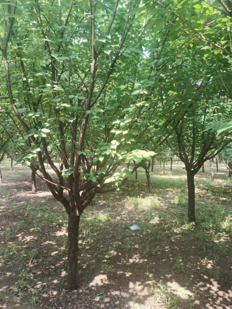 清地处理8——14公分晚樱/樱花清地处理/精神樱花