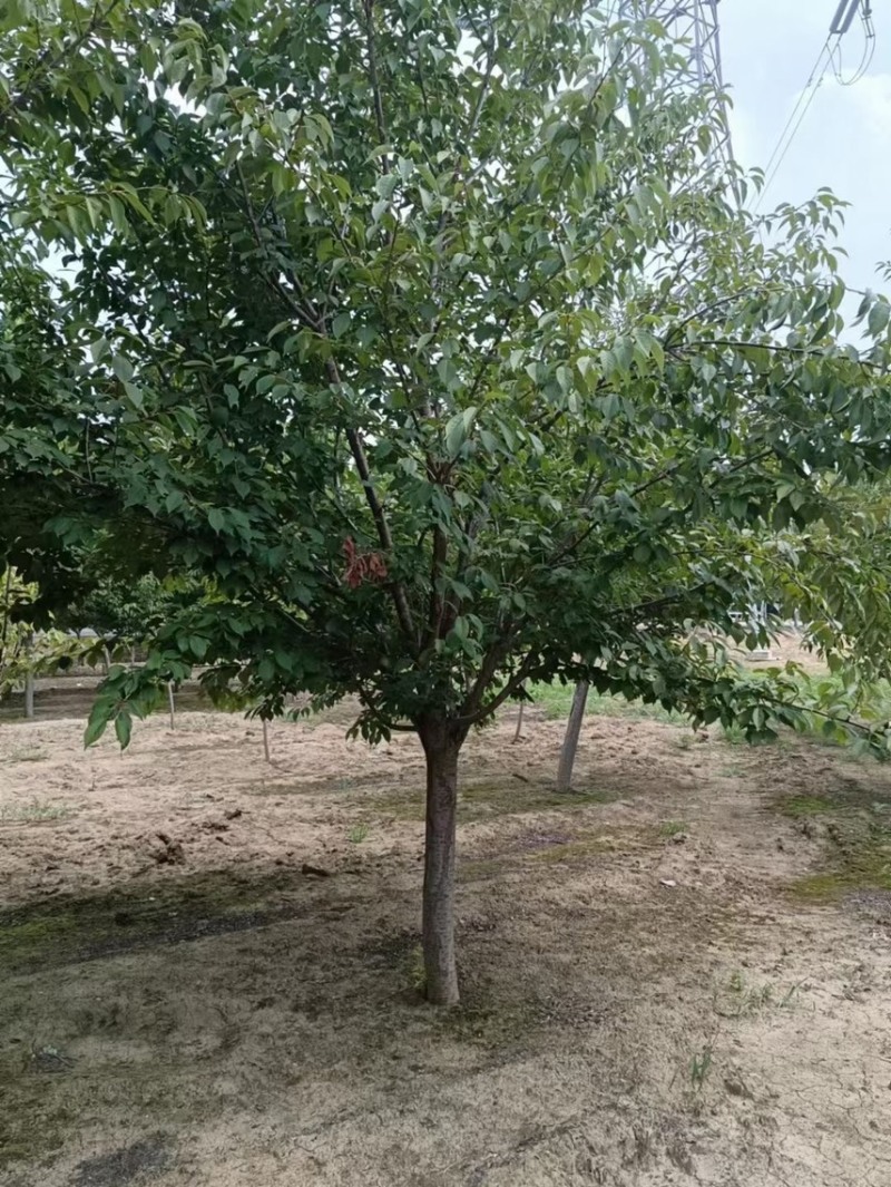 清地处理8——14公分晚樱/樱花清地处理/精神樱花