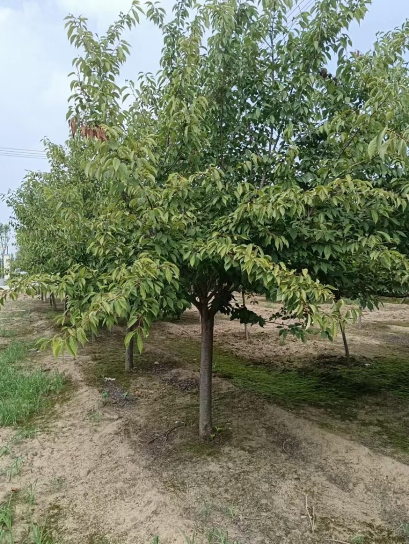 清地处理8——14公分晚樱/樱花清地处理/精神樱花
