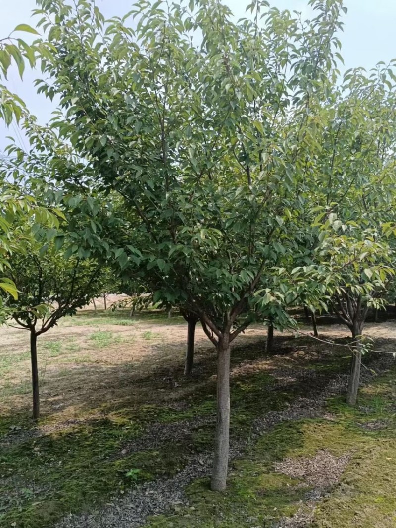 清地处理8——14公分晚樱/樱花清地处理/精神樱花