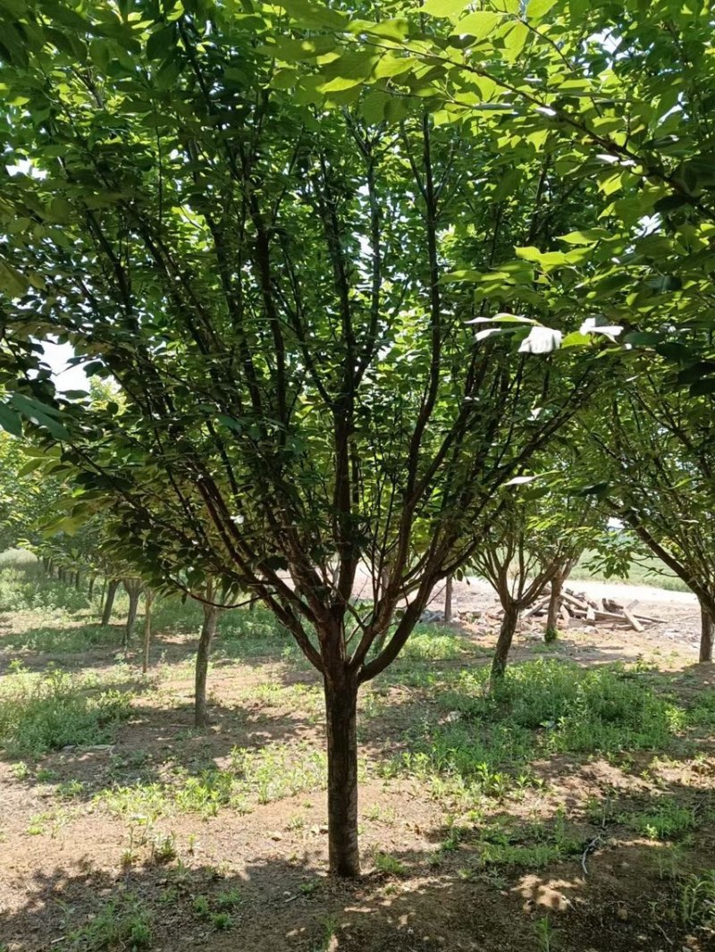 清地处理8——14公分晚樱/樱花清地处理/精神樱花