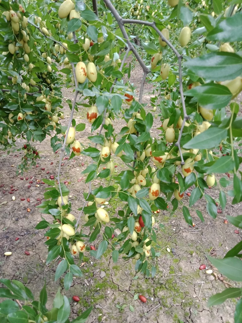 马牙枣鲜枣