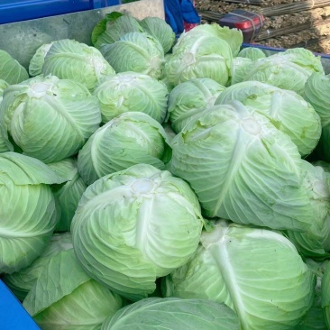 优质平包菜扁包，大量上市供应，产地种植大户，专业发货
