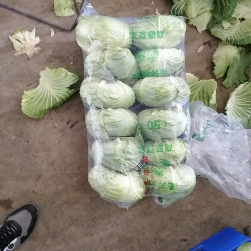 优质平包菜扁包，大量上市供应，产地种植大户，专业发货