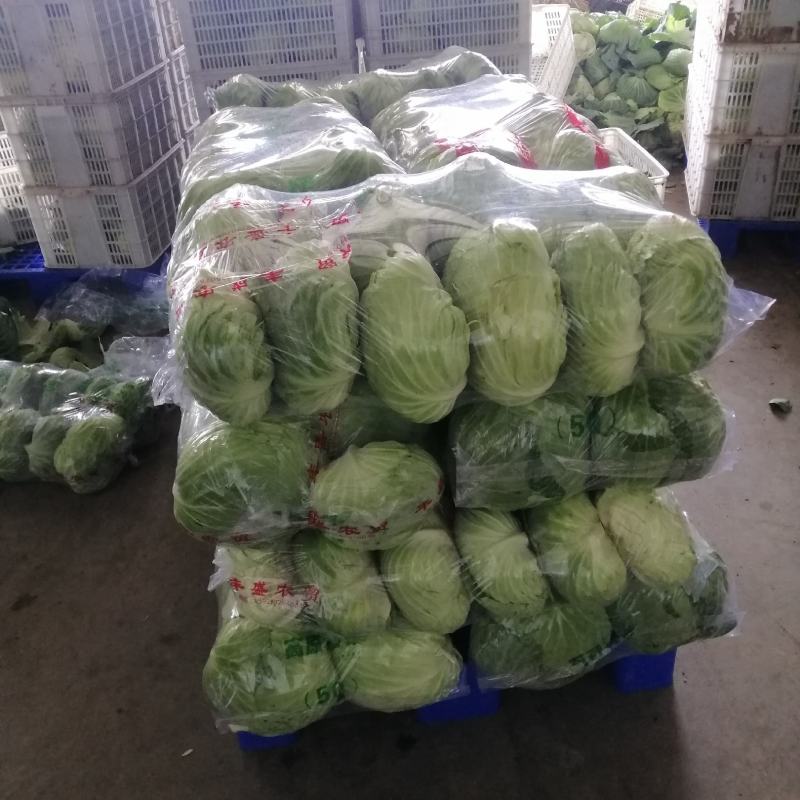 优质平包菜扁包，大量上市供应，产地种植大户，专业发货