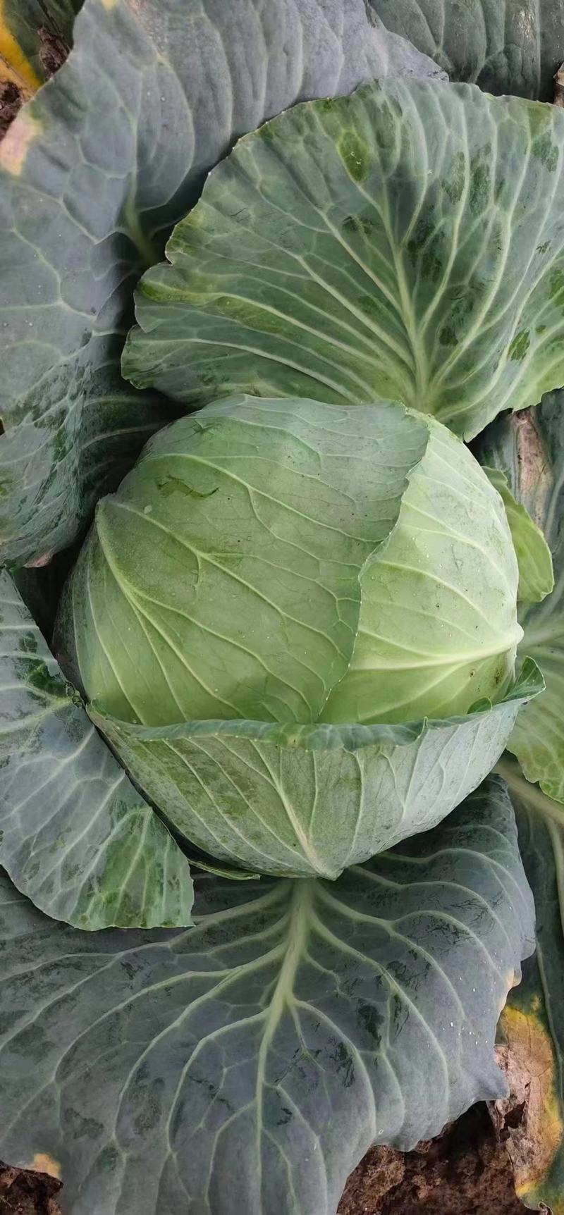 优质平包菜扁包，大量上市供应，产地种植大户，专业发货