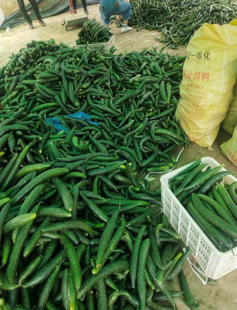 黄瓜扭条瓜货源充足价格低质量保证供应酱菜厂