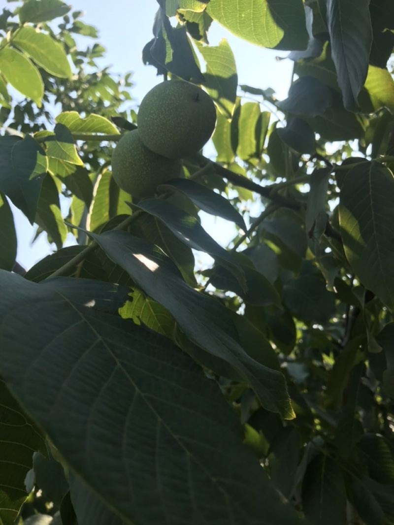 带皮核桃