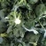 精品绿江南，亚非西兰花0.8--1.2斤，产地直供配货