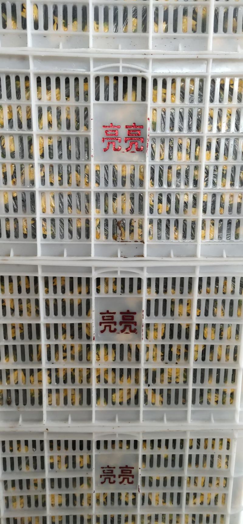 山东聊城密刺黄瓜大量上市，对接商超，电商平台，诚信代收，