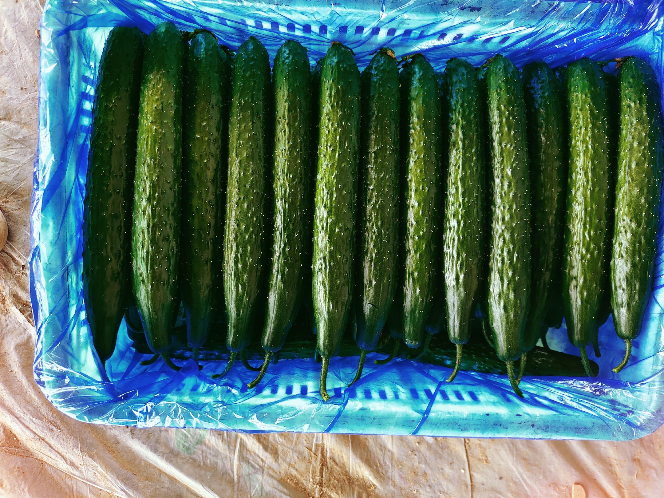 透明塑料盒内整齐码放着五根深绿色带刺的小黄瓜,标签标注‘有机种植’‘净重200g’‘产地山东寿光’,摆放在超市冷藏蔬果区的白色货架上,背景可见其他蔬菜包装 超市货架上陈列着包装精美的有机小黄瓜产品