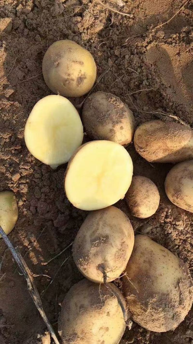 土豆陕北沙地黄心土豆沃土5号希森品质优良货发全国