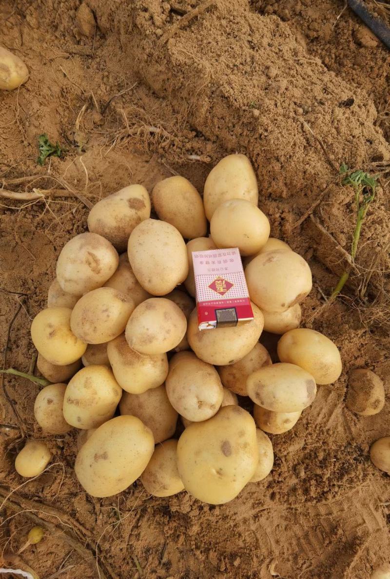 土豆陕北沙地黄心土豆沃土5号希森品质优良货发全国