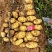 土豆陕北沙地黄心土豆沃土5号希森品质优良货发全国
