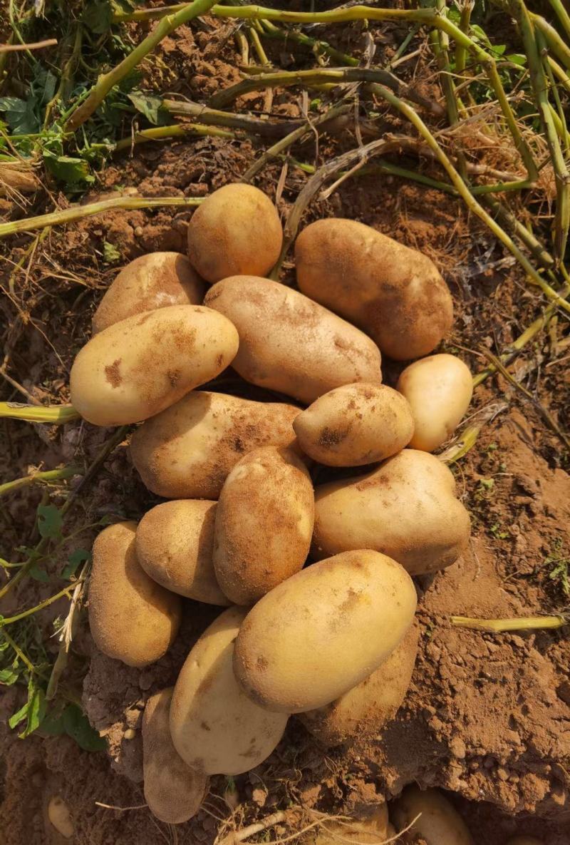 土豆陕北沙地黄心土豆沃土5号希森品质优良货发全国