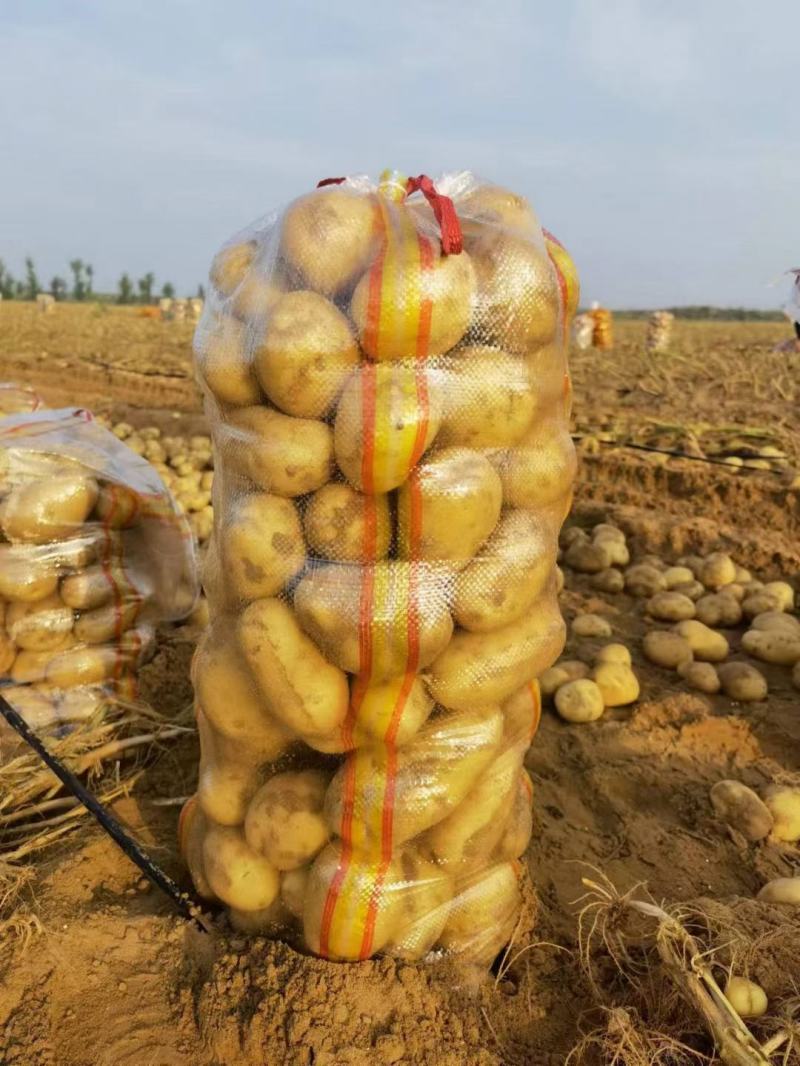 土豆陕北沙地黄心土豆沃土5号希森品质优良货发全国