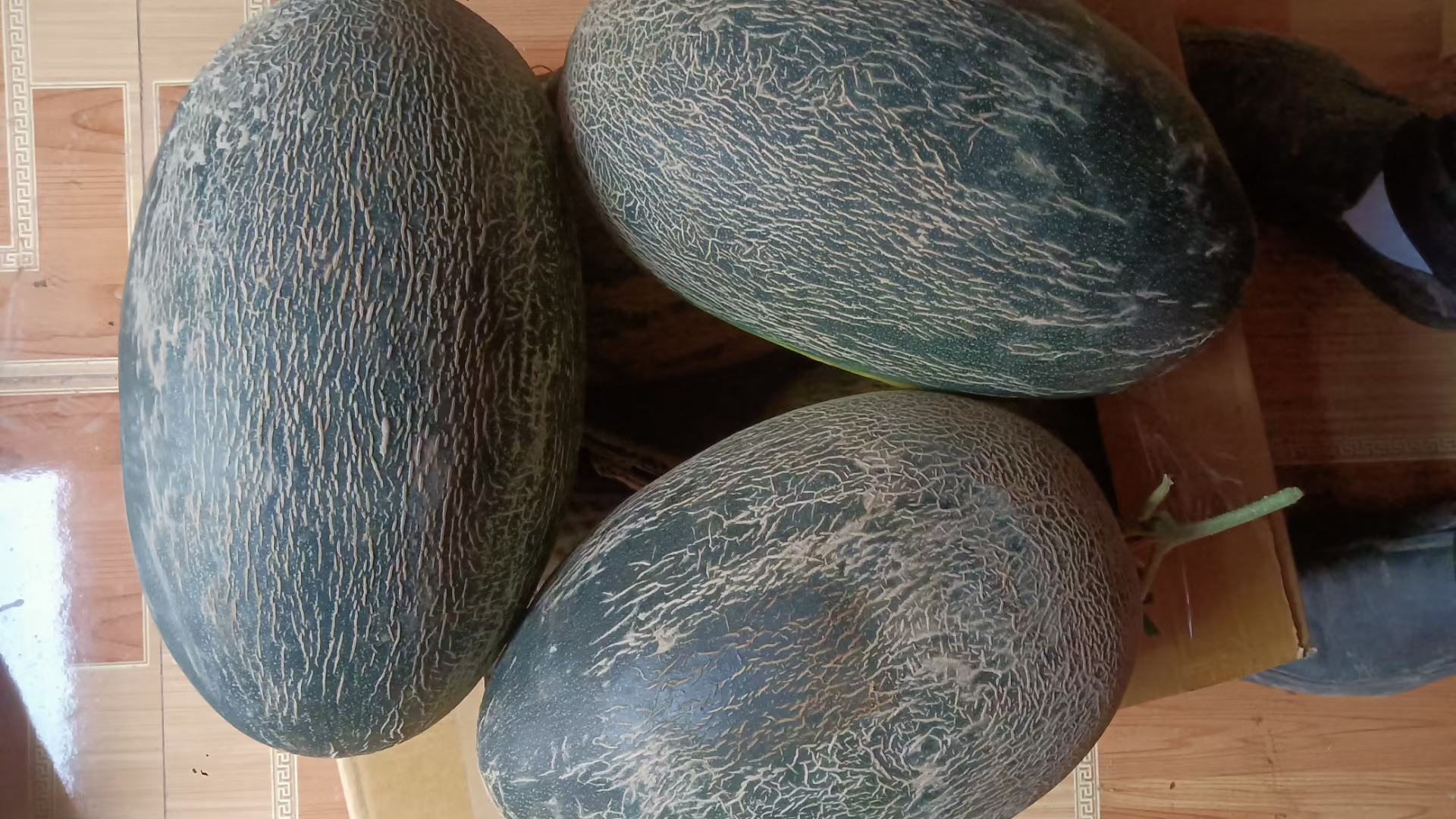 伽师瓜品种对比图